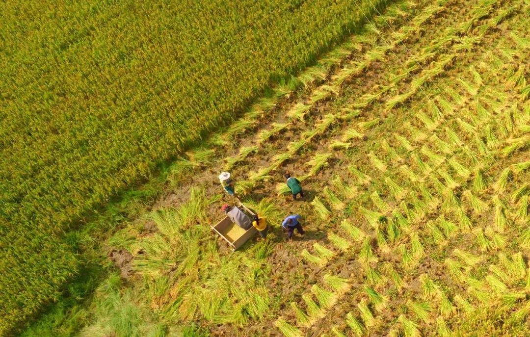 三農日報|本地化是水產品電商轉型方向；垂直農業成本過高