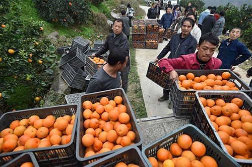 不簡單！阿里豐收節：賣農貨、數字農業、培育網商