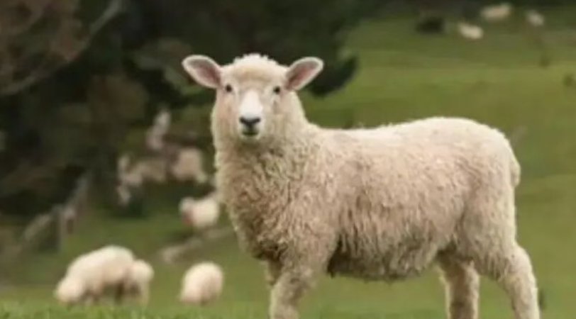 【農業案例】1只多賣幾百元,創新養羊年銷2億元