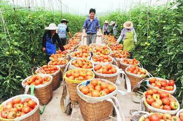 國家支持農民靠產業增收，哪些產業將成為重點增收對象?