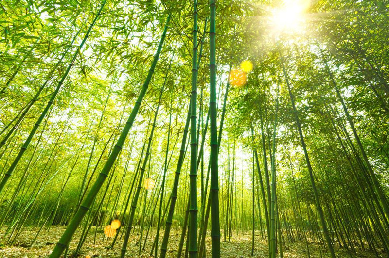 農村種植這10種樹最能賺錢，億萬致富商機就在你手里！