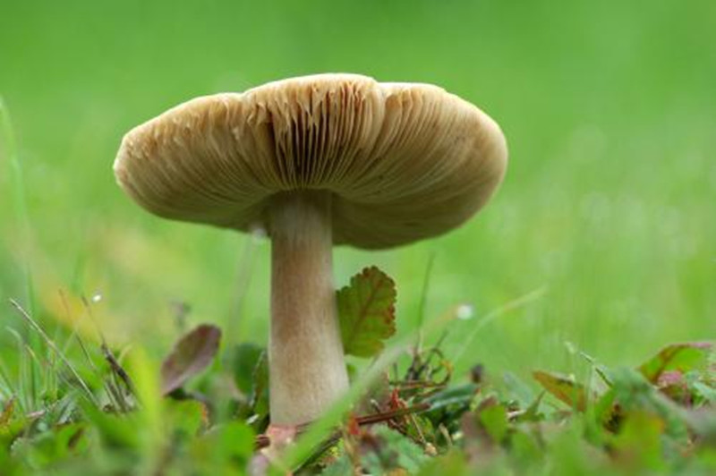 【致富】他讓山里的蘑菇年產值30萬，怎么做到的？