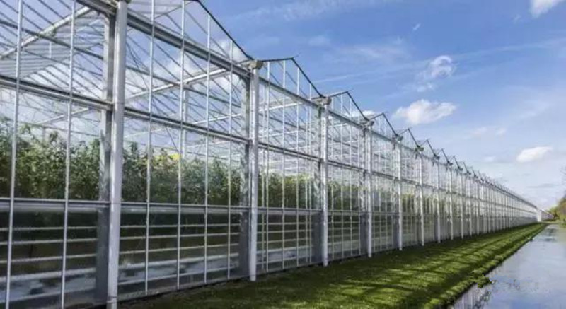 荷蘭農民種植西紅柿每平米產量達到 70 公斤，是如何做到的？
