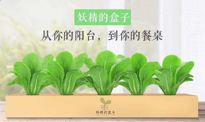 案例|顛覆傳統(tǒng)種植業(yè)，盒子里種蔬菜（附種植業(yè)創(chuàng)業(yè)方向）