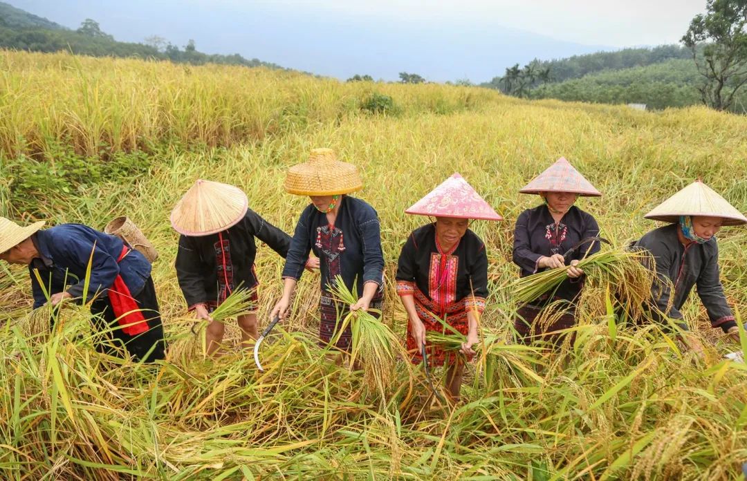 【銳觀察】揭開中國(guó)農(nóng)業(yè)的真面目，農(nóng)業(yè)為何不賺錢？