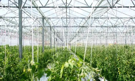 大農業小模式的6個破局點！
