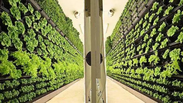 【農業科技】這一新型產業將提升農業產能接近400倍，值得投資嗎
