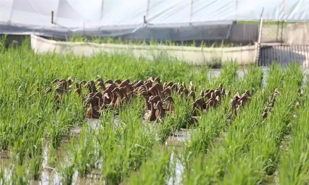 【農業模式】種養結合模式能給你帶來哪些好處？