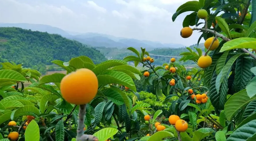 研究｜淺析生態(tài)農(nóng)業(yè)建設(shè)困境及對策