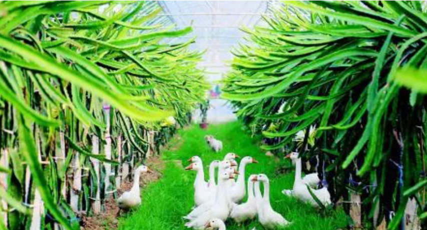 【循環(huán)農(nóng)業(yè)】國(guó)內(nèi)外生態(tài)循環(huán)農(nóng)業(yè)發(fā)展模式