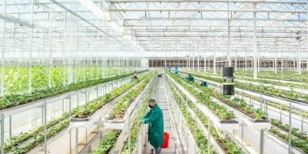 【農業現代化】未來農業什么樣?智能“蔬菜工廠”來了!