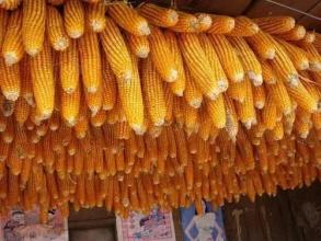 玉米又要漲價了，你知道嗎？