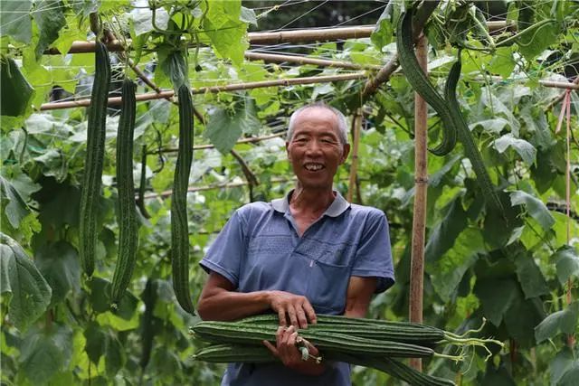 三農日報|政策重點扶持縣級以上農民合作社；我國正在研究“十四五”種業規劃