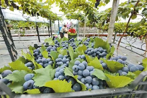【政策】農業農村部：家庭農場、農民合作社有這些扶持政策