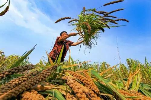 中國農業資源分散、特色農業如何裂變？答案：農業一體化
