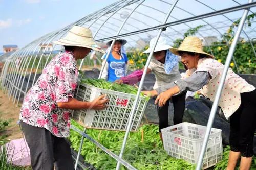 【政策解讀】如何加強農民專業合作社建設？有哪些支持政策？農業農村部最新答復