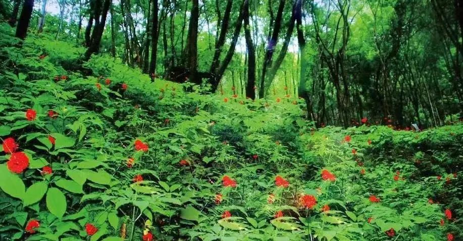 【商業案例】建設全產業鏈，“百草之王”實現嬗變