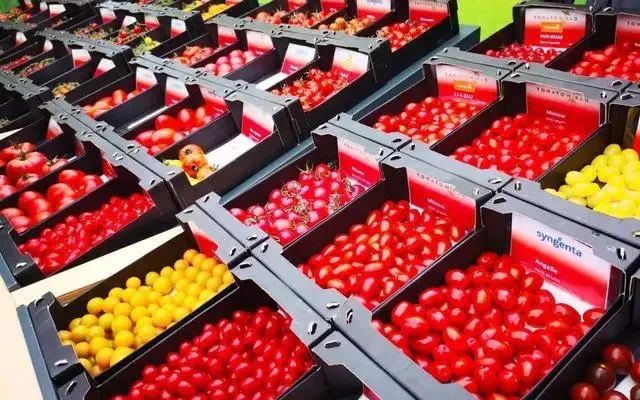 荷蘭合作社為什么能做100年？抱團合作、激活個體