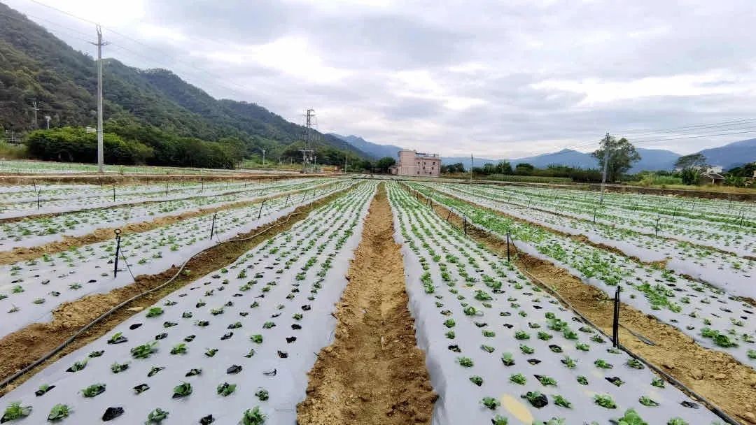 【農業模式】農民專業合作社十大模式