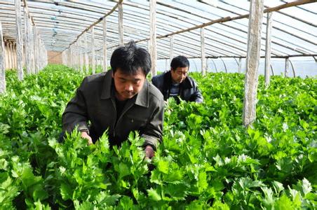 農民想在農民合作社致富，就該這樣做！！！