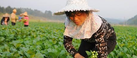 2017有機(jī)肥替代化肥大方向已定：3億畝蔬菜