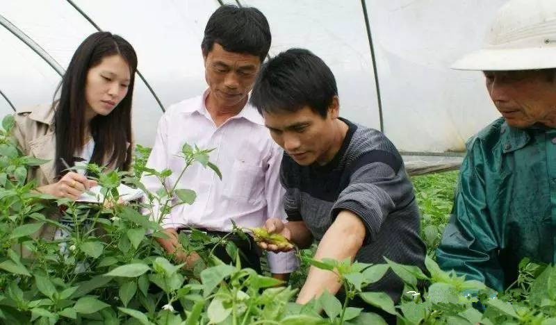 跨國巨頭頻頻布局，殺菌劑為何成為農化市場爆發(fā)點？