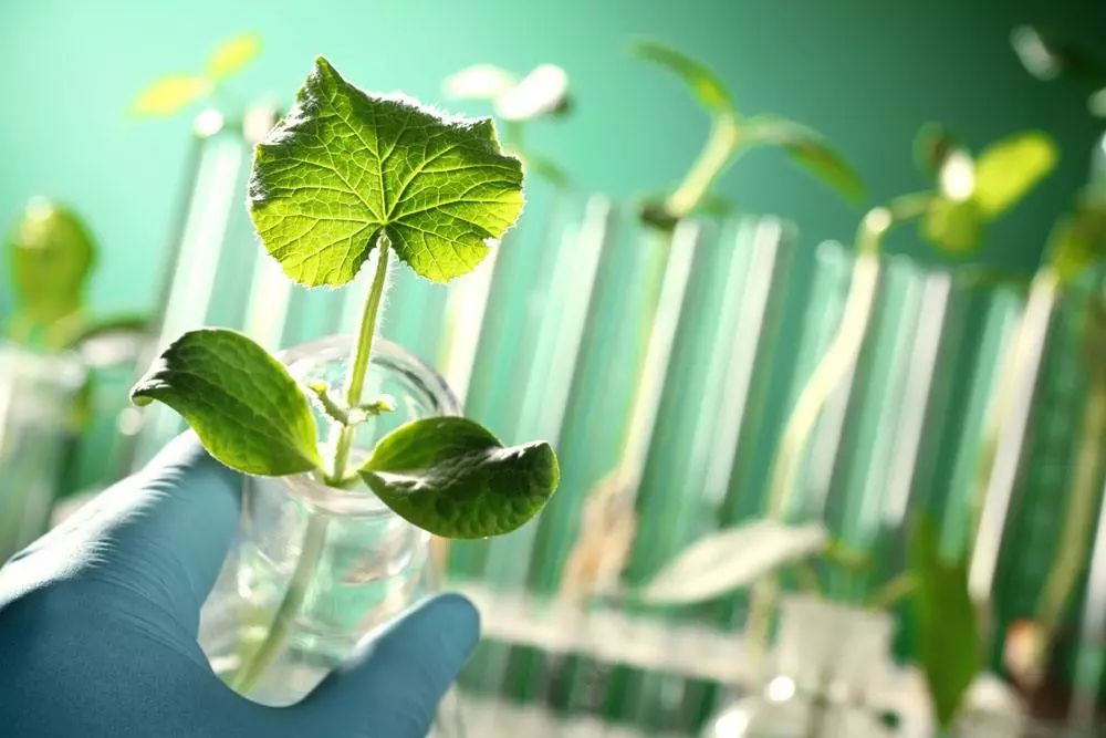 深度研究！定義世界農業新格局：生物技術
