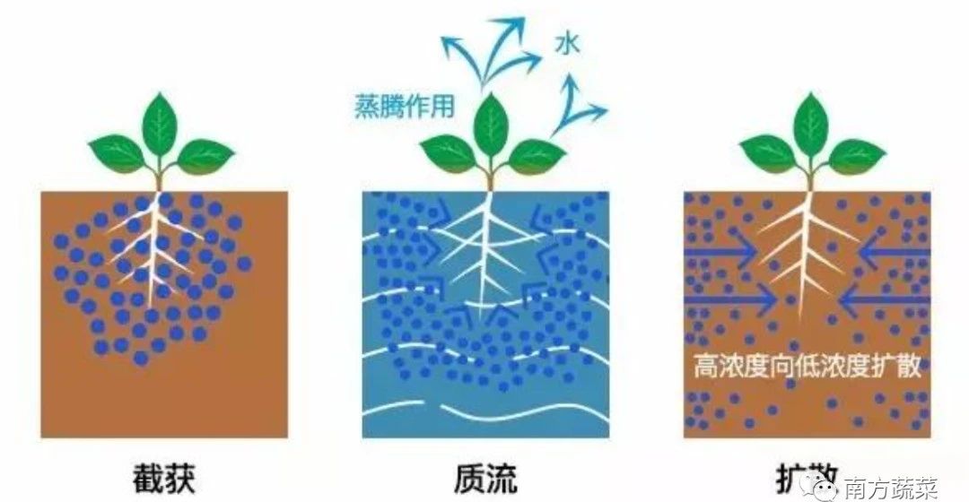 【農資行業】如何施肥效果才最好