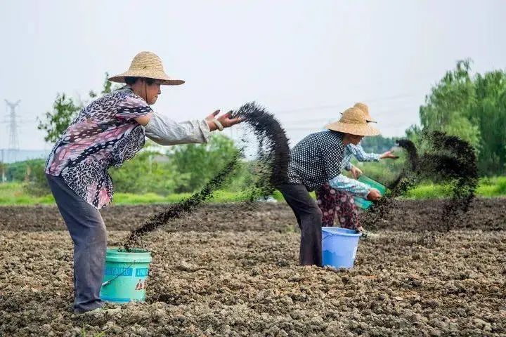 【政策解讀】農業農村部：有機肥年施用超5.5億畝！未來還要加大推廣力度！