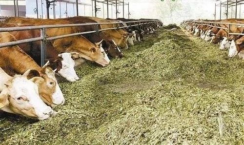 【飼料行業】2023年中國飼料行業競爭格局及重點企業分析