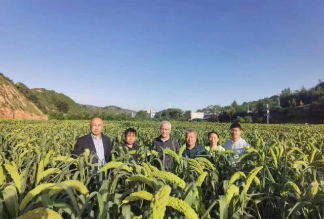 產(chǎn)業(yè)助農(nóng)正當(dāng)時！興縣小米：鄉(xiāng)村振興路上的明珠