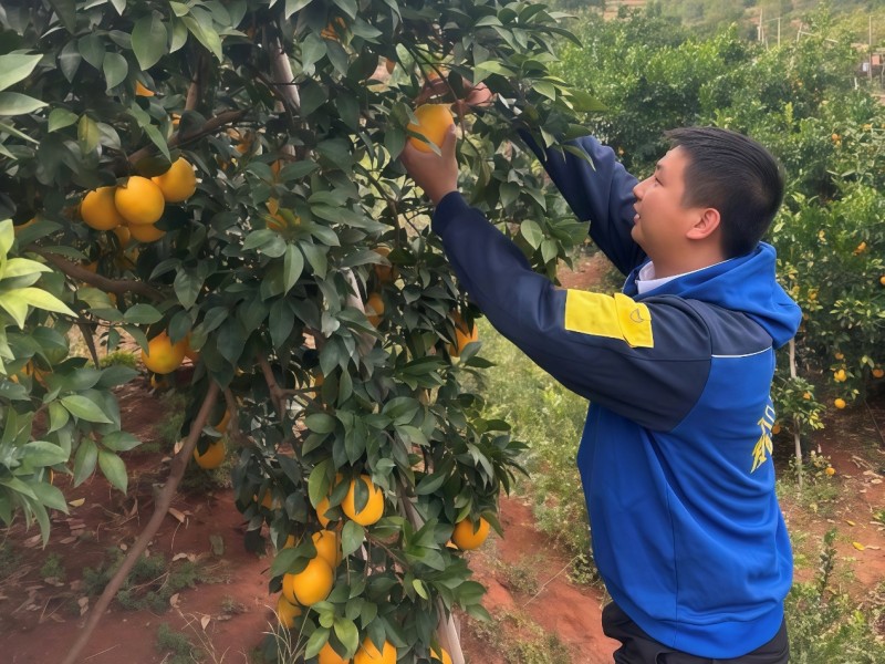 德邦快遞護航贛南臍橙寄遞：讓“甜蜜果”更快出山