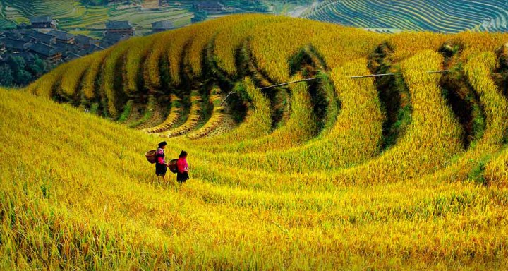 三農(nóng)日?qǐng)?bào)|鄉(xiāng)村振興或成2018經(jīng)濟(jì)工作重點(diǎn)；專家：中國(guó)農(nóng)藥企業(yè)應(yīng)該學(xué)習(xí)日本