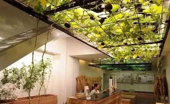 消費加速農業！看日本如何把農場搬進了辦公樓，幫助農業演變成新商業