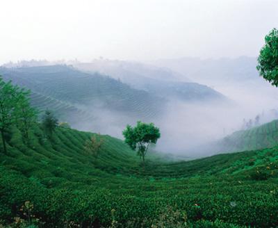 蒙頂山茶直供網催生茶葉“黃金洼地”
