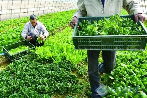 農業產業周報|芭田股份、富邦公司、溫氏股份最新動態；本周發生3筆融資事件
