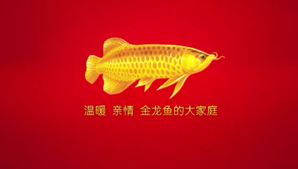 【上市公司】金龍魚：賺錢不易，下一步如何走