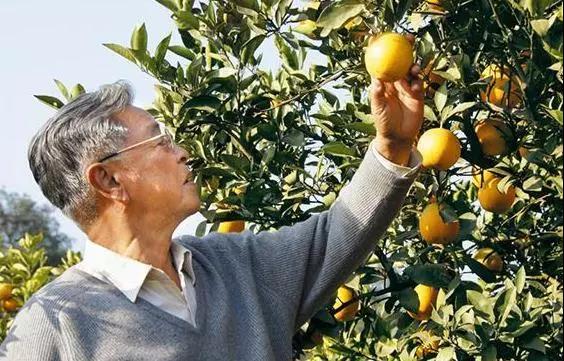 褚時健：成功不是“今年一步、明年一步，步步登高”