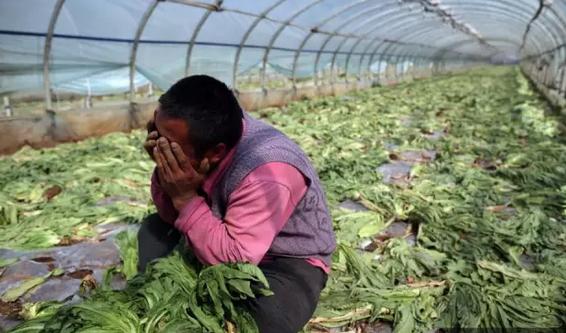 云南蔬菜出現(xiàn)滯銷 新發(fā)地董事長張玉璽講透農產品流通的大玄機