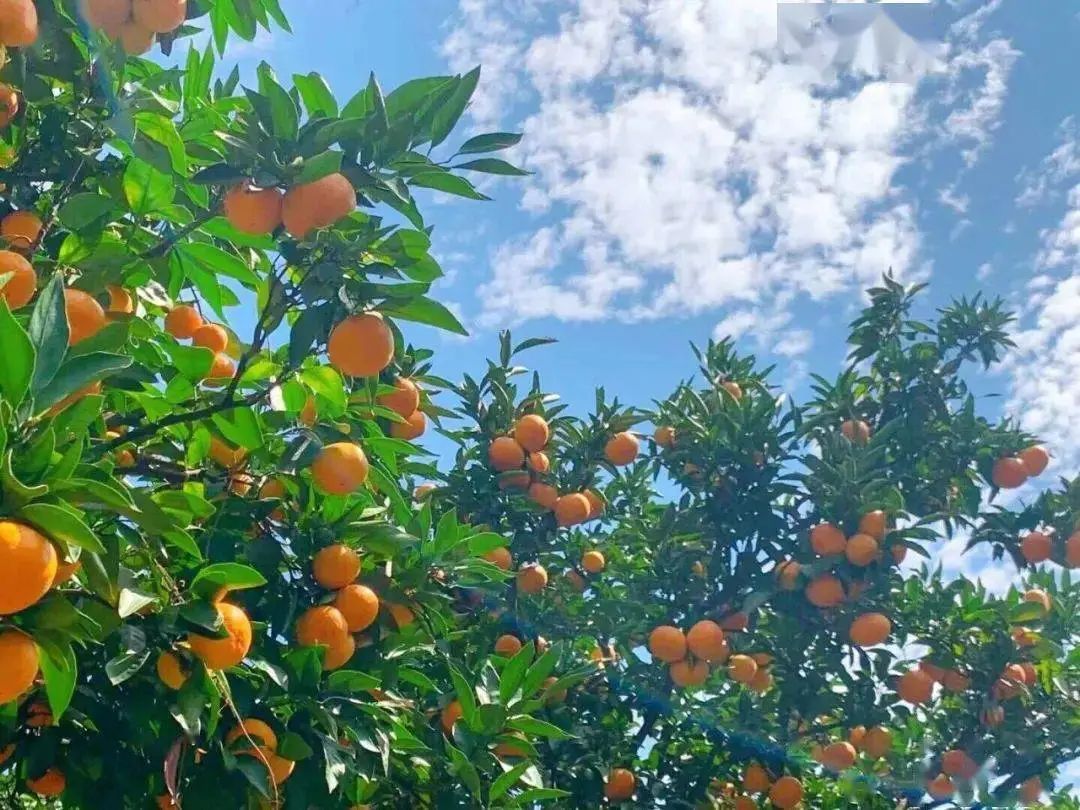 三農日報|政策：引導打造“土字號”知名品牌；專家：未來農業農村機會在產業集聚