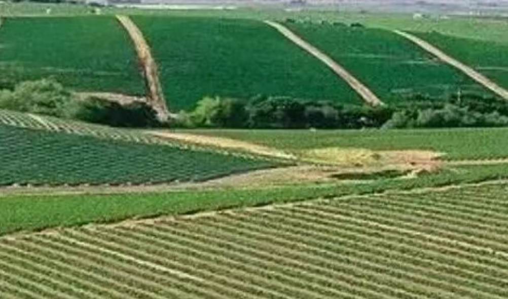 一文讀懂地區農業品牌建設方法