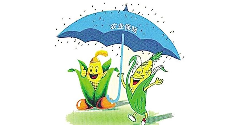 農業保險風暴來了！2017年國家確保農民領更多的錢