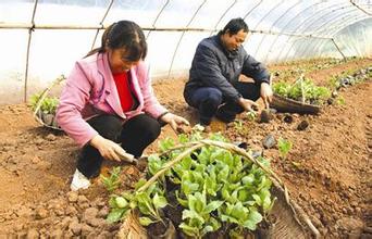 農民致富的那些“門路”，你抓住了嗎？