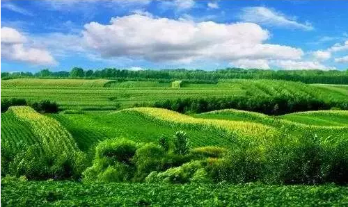 臺(tái)灣精細(xì)農(nóng)業(yè)啟示錄：我們落后的不僅僅是思維