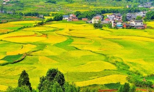 思考！中國農(nóng)業(yè)數(shù)字化轉(zhuǎn)型經(jīng)驗值得世界借鑒