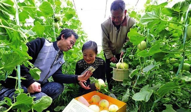 視頻直播為啥成了“新農(nóng)活”？