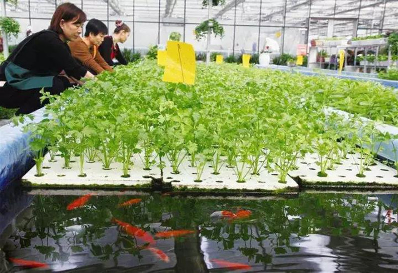  創(chuàng)業(yè)小黑板|鴨稻共生、稻鱉共生、雞茶共生、稻魚共生（收入翻番的秘訣）