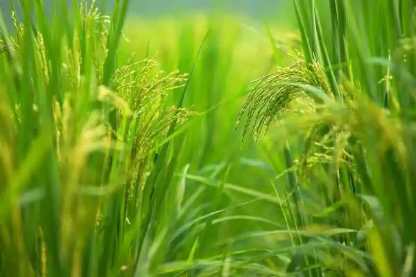 【有機農(nóng)業(yè)】有機農(nóng)業(yè)的閉合產(chǎn)業(yè)鏈包括哪些環(huán)節(jié)？9個必備的環(huán)節(jié)，缺一不可