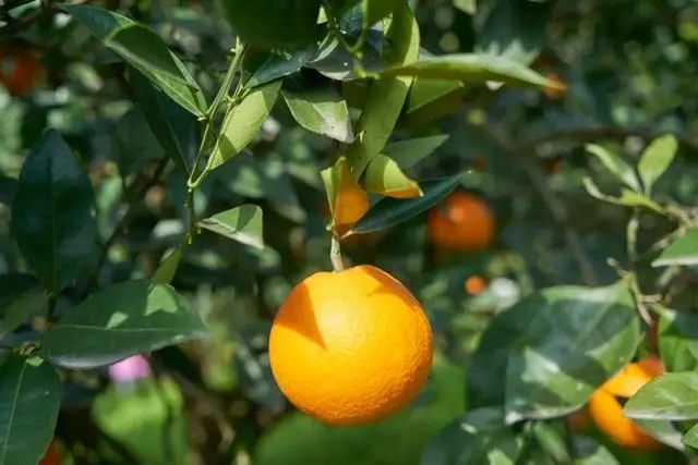 【有機農(nóng)業(yè)】仇煥廣教授：中國有機農(nóng)業(yè)發(fā)展政策建議