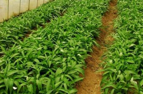 盤活土壤，有機農業靠什么肥料？